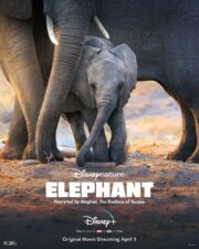 Elephant (2020) อัศจรรย์ชีวิตของช้าง