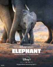 Elephant (2020) อัศจรรย์ชีวิตของช้าง