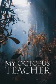 My Octopus Teacher (2020) บทเรียนจากปลาหมึก